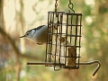 IMG_5457Nuthatch