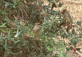 cedarwaxwings