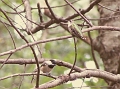 chicadee-and-hummingbird