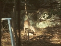 youngdeer