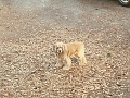 RockyPup1c