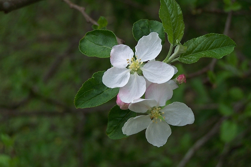 appleblossoms1.JPG