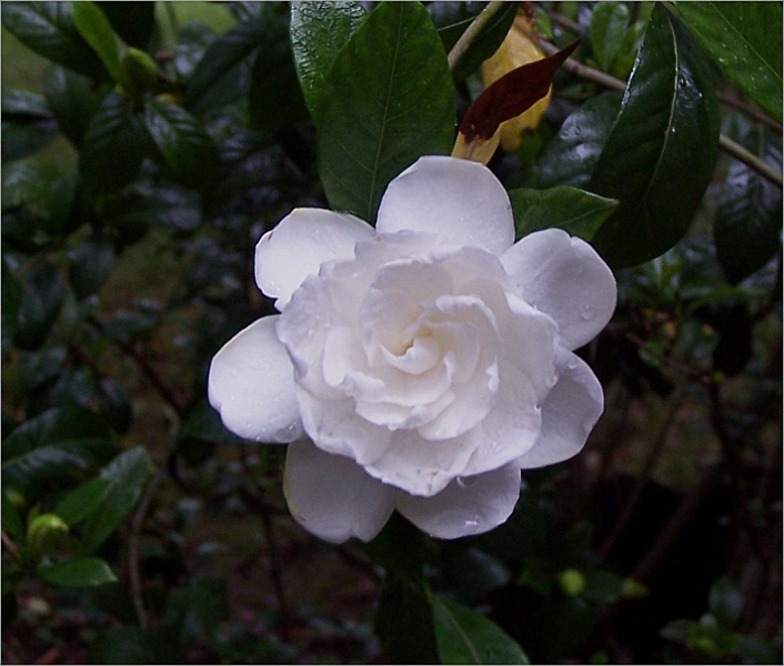 gardenia1.jpg