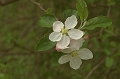 appleblossoms1