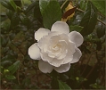 gardenia1