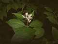 honeysuckle1a